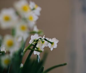 Preview wallpaper daffodils, flowers, white, plant, spring