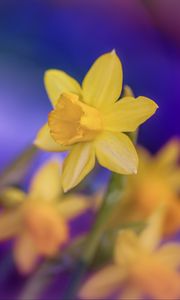 Preview wallpaper daffodils, flowers, yellow, macro, spring