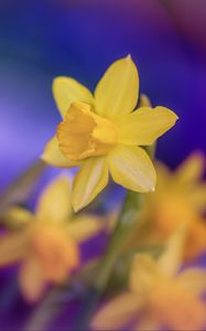 Preview wallpaper daffodils, flowers, yellow, macro, spring