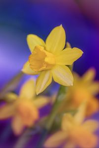 Preview wallpaper daffodils, flowers, yellow, macro, spring