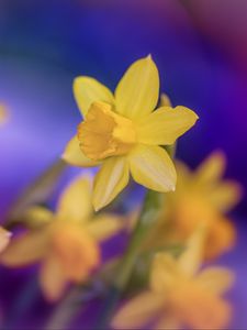 Preview wallpaper daffodils, flowers, yellow, macro, spring