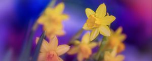 Preview wallpaper daffodils, flowers, yellow, macro, spring