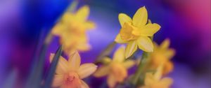 Preview wallpaper daffodils, flowers, yellow, macro, spring