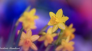 Preview wallpaper daffodils, flowers, yellow, macro, spring