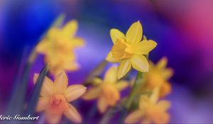 Preview wallpaper daffodils, flowers, yellow, macro, spring