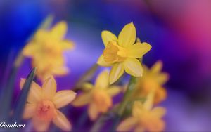 Preview wallpaper daffodils, flowers, yellow, macro, spring