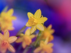 Preview wallpaper daffodils, flowers, yellow, macro, spring