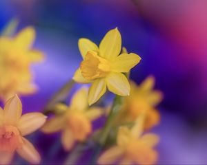 Preview wallpaper daffodils, flowers, yellow, macro, spring