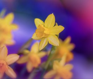 Preview wallpaper daffodils, flowers, yellow, macro, spring