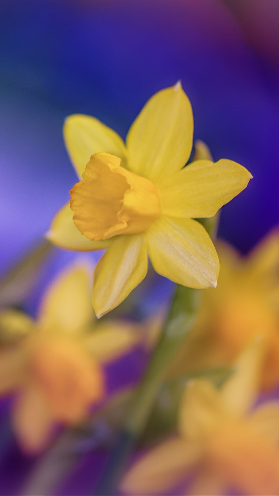 20 4K Daffodil Wallpapers  Background Images