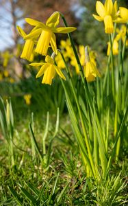 Preview wallpaper daffodils, flowers, yellow, plant