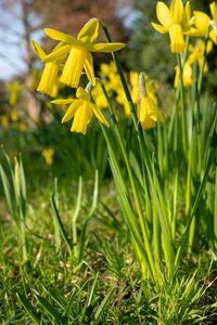 Preview wallpaper daffodils, flowers, yellow, plant