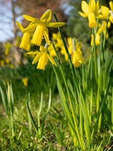 Preview wallpaper daffodils, flowers, yellow, plant