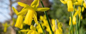 Preview wallpaper daffodils, flowers, yellow, plant