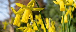 Preview wallpaper daffodils, flowers, yellow, plant