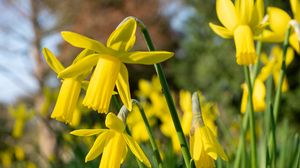 Preview wallpaper daffodils, flowers, yellow, plant