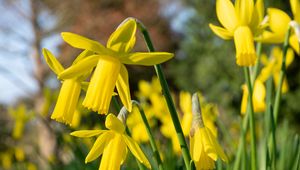 Preview wallpaper daffodils, flowers, yellow, plant