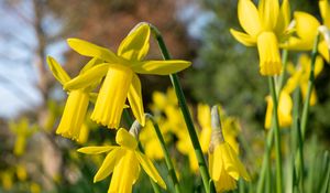 Preview wallpaper daffodils, flowers, yellow, plant