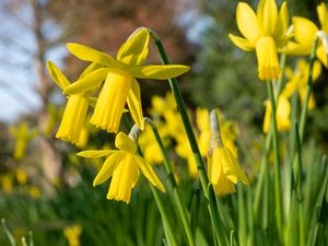 Preview wallpaper daffodils, flowers, yellow, plant