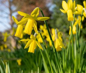 Preview wallpaper daffodils, flowers, yellow, plant