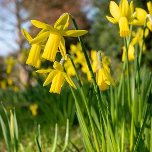 Preview wallpaper daffodils, flowers, yellow, plant