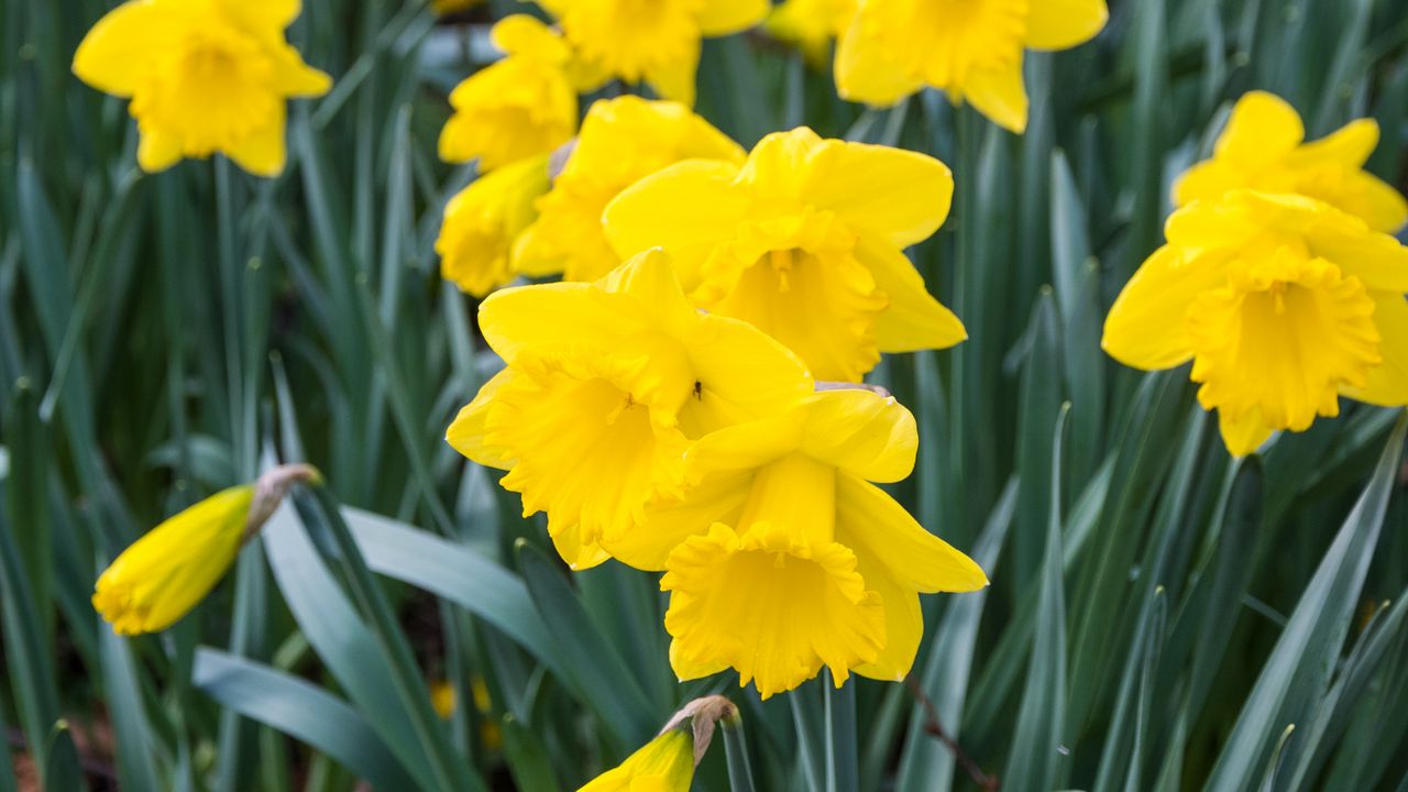 Wallpaper daffodils, flowers, yellow