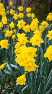 Preview wallpaper daffodils, flowers, yellow