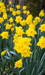Preview wallpaper daffodils, flowers, yellow
