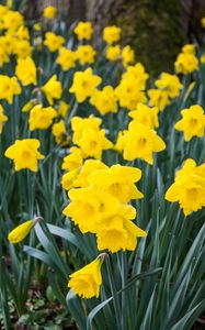 Preview wallpaper daffodils, flowers, yellow