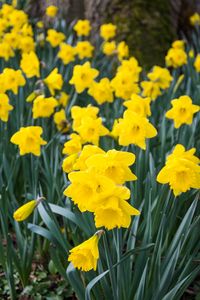 Preview wallpaper daffodils, flowers, yellow