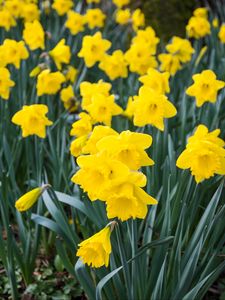 Preview wallpaper daffodils, flowers, yellow