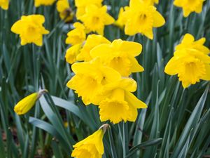 Preview wallpaper daffodils, flowers, yellow