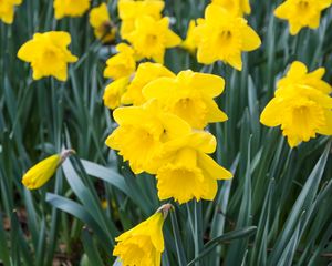 Preview wallpaper daffodils, flowers, yellow