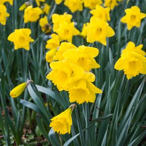 Preview wallpaper daffodils, flowers, yellow