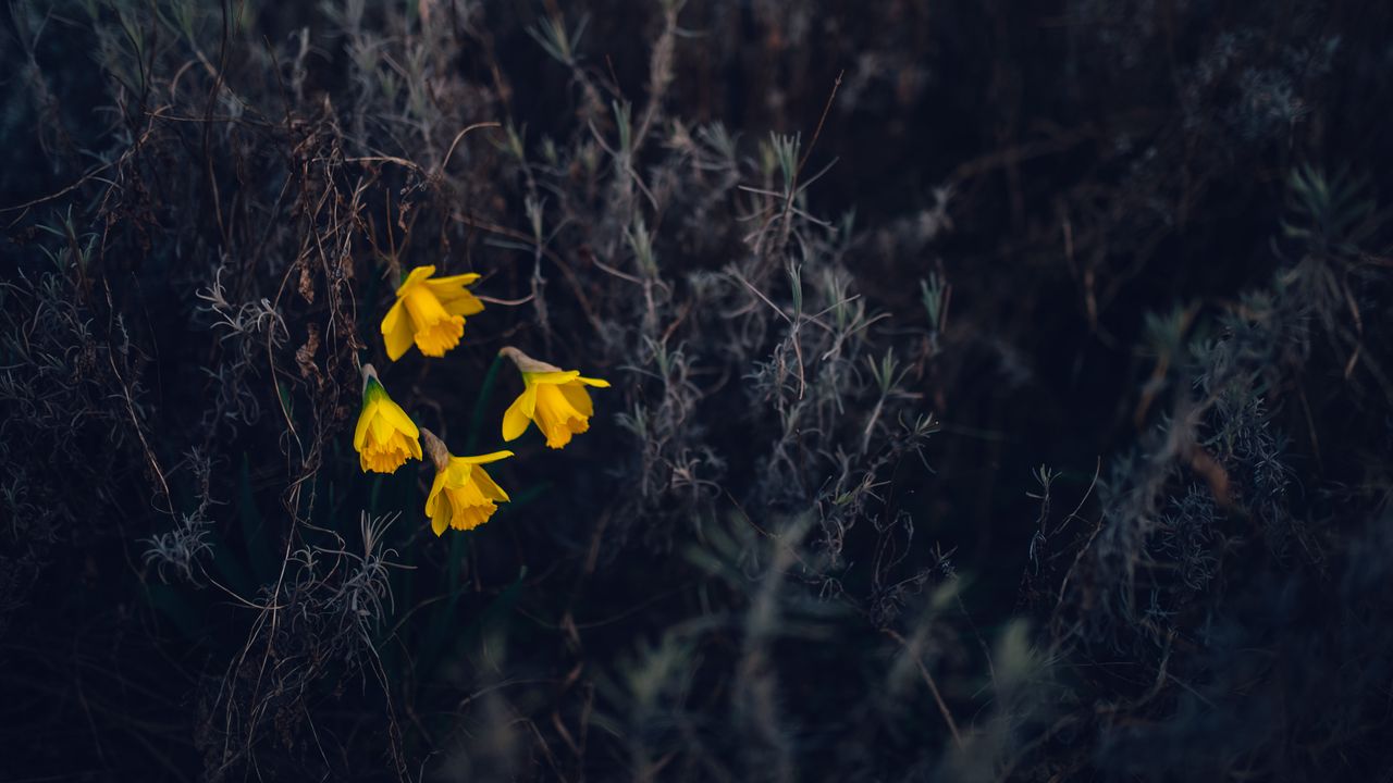 Wallpaper daffodils, flowers, yellow, macro