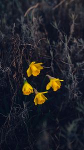 Preview wallpaper daffodils, flowers, yellow, macro