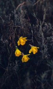 Preview wallpaper daffodils, flowers, yellow, macro