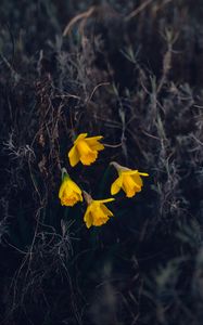 Preview wallpaper daffodils, flowers, yellow, macro