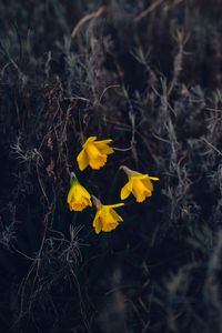 Preview wallpaper daffodils, flowers, yellow, macro