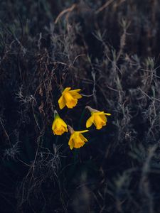 Preview wallpaper daffodils, flowers, yellow, macro