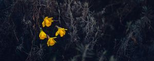 Preview wallpaper daffodils, flowers, yellow, macro