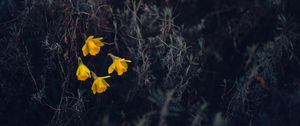 Preview wallpaper daffodils, flowers, yellow, macro