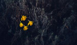 Preview wallpaper daffodils, flowers, yellow, macro