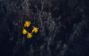 Preview wallpaper daffodils, flowers, yellow, macro