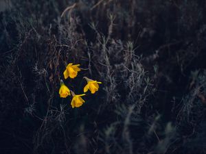 Preview wallpaper daffodils, flowers, yellow, macro