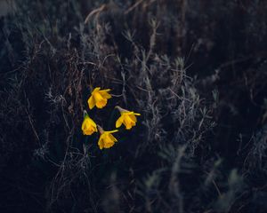 Preview wallpaper daffodils, flowers, yellow, macro