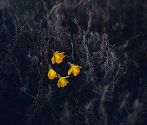 Preview wallpaper daffodils, flowers, yellow, macro