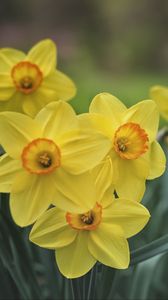 Preview wallpaper daffodils, flowers, yellow, bloom