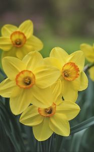 Preview wallpaper daffodils, flowers, yellow, bloom