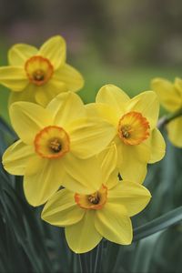 Preview wallpaper daffodils, flowers, yellow, bloom